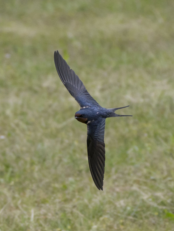 swallow-6.jpg