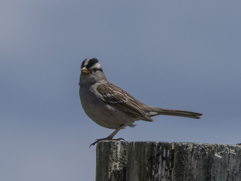 white_crown_finch.jpg