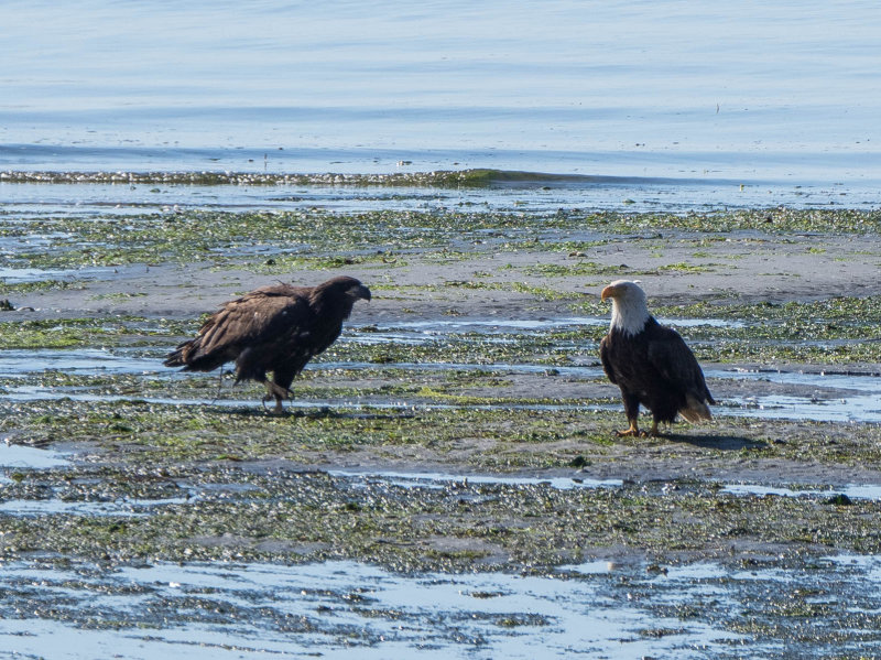 fledge-1.jpg