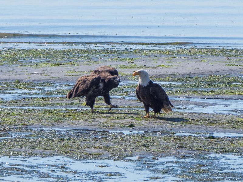 fledge-2.jpg