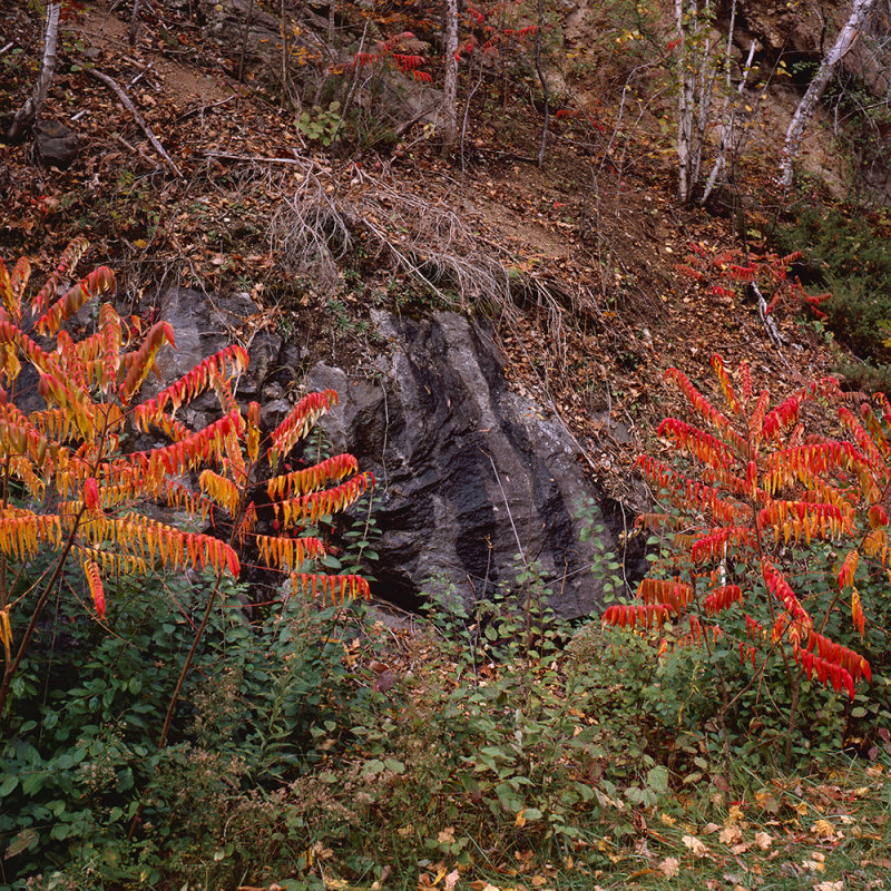 Sumac and Rock