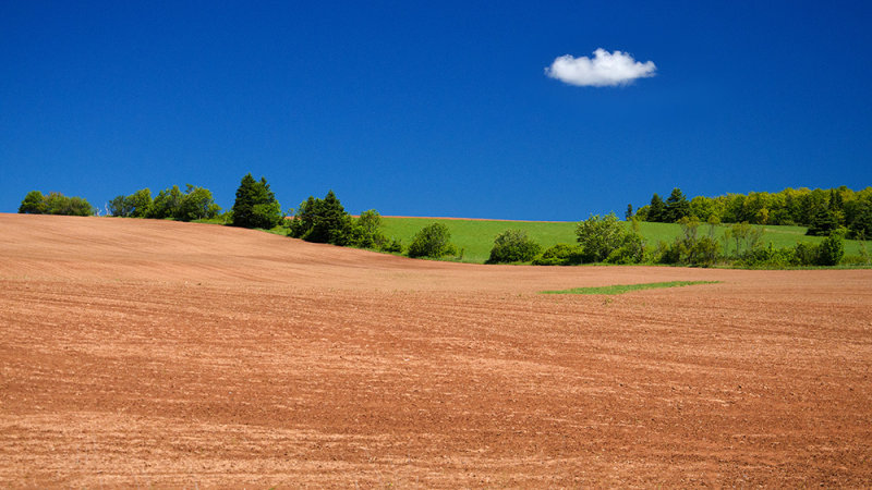Potato Fields, New London PEI