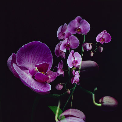 Orchids Double Exposure