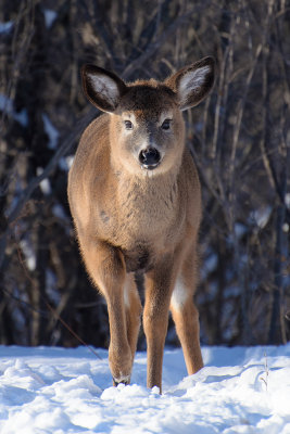 Yearling