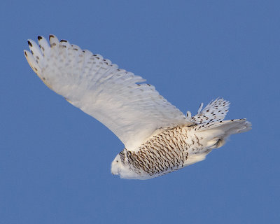 Snowy Owl Female in Flight