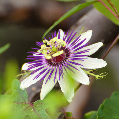 Passion flower, in Cuba