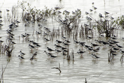 Black-necked stilts 
