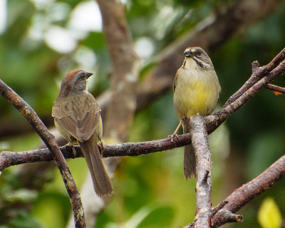 cuban or zapata sparrows