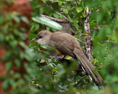 great lizard cuckoo 