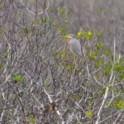 Immature tricolor heron 