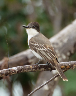 Loggerhead kingbird 