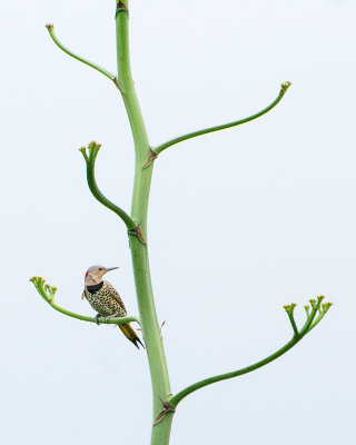 Female northern flicker 