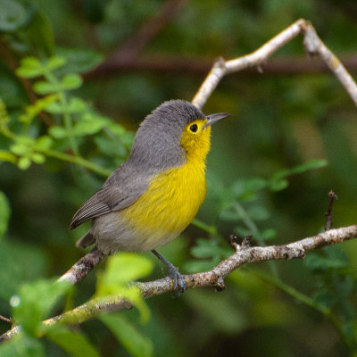 Oriente warbler 