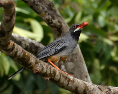 Red-legged thrush 