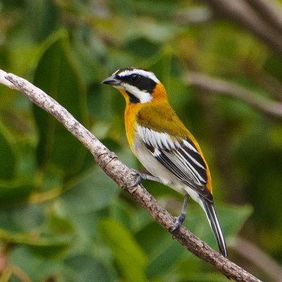Male western spindalis 