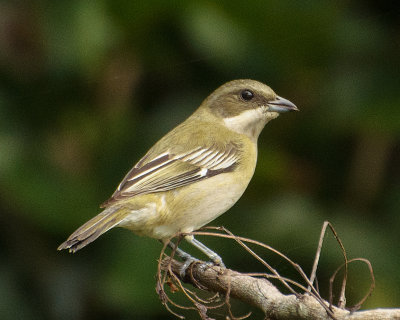 Female western spindalis