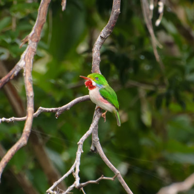 Cuban Tody