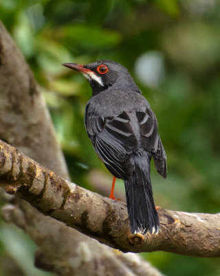 Red legged thrush