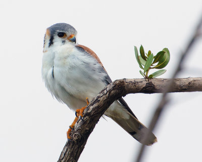 American kestrel, cuban race