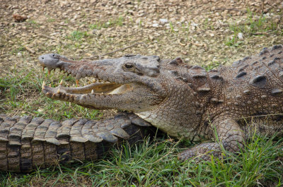 Cuban crocodile (farm)