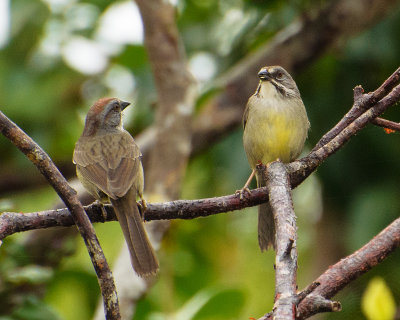 Cuban or Zapata sparrows