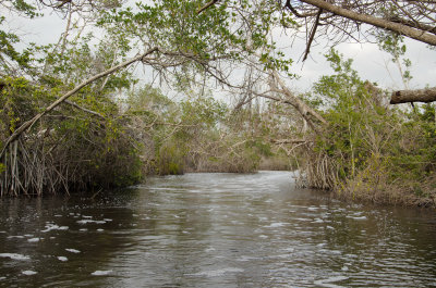 Mangrove, Laguna Redonda