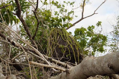 Termite nest