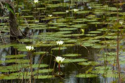 Lilies