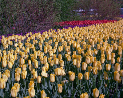 Tulip festival