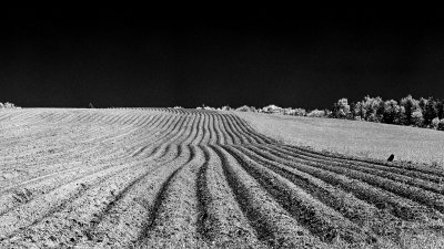 Potato Field