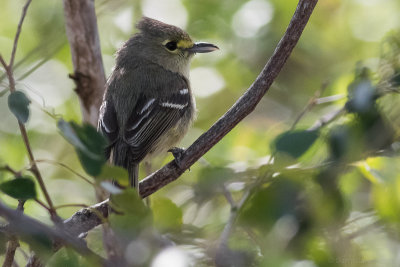 Thick-billed Vireo ssp. cubensis, male