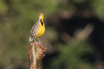 Eastern Meadowlark ssp. hippocrepis