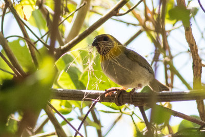 Cuban Grassquit, female