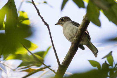 Cuban Solitaire