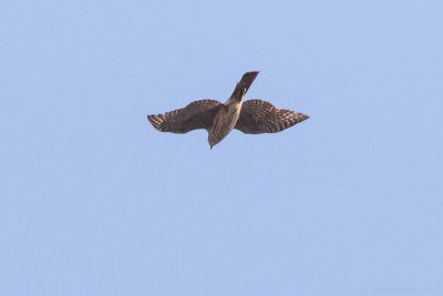 Gundlach's Hawk, immature