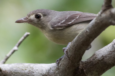 Cuban Vireo