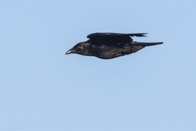 Cuban Palm Crow