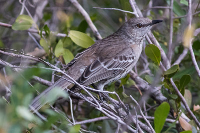 Bahama Mockingbird