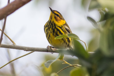 Cape May Warbler, male