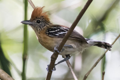 Black-crested Antbird, female