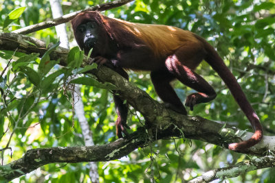 Guianan Red Howler Monkey