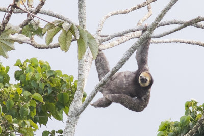 Three-toed Sloth