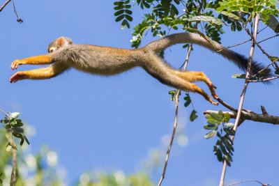 Squirrel Monkey