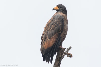 Rufous Crab-Hawk