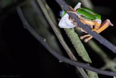Tiger-striped Leaf-Frog