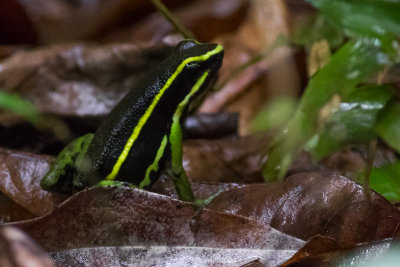 Three-striped Poison-Frog