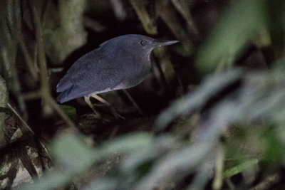 Zigzag Heron