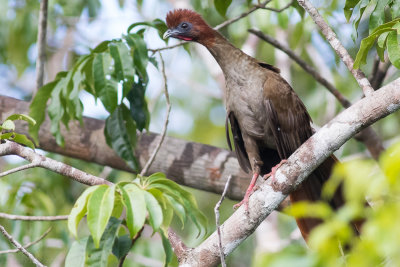 Little Chachalaca