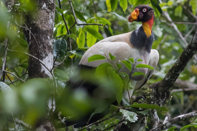 King Vulture