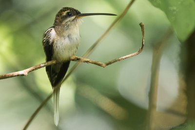 Staright-billed Hermit